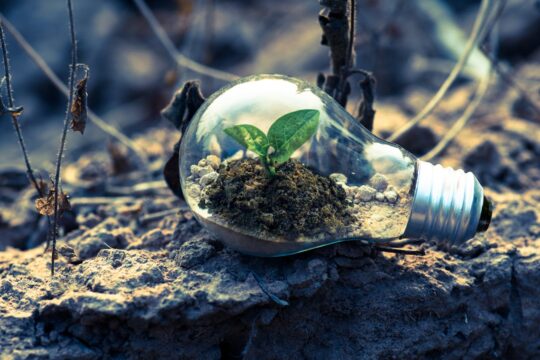 an ecosystem within a lightbulb, close up on a dirt ground. every business must have an esg strategy