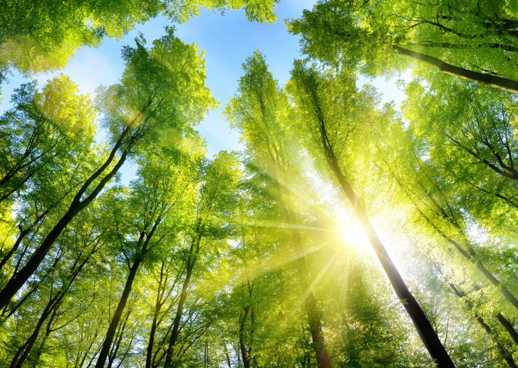 Environment - Woodland canopy with sunlight streaming through